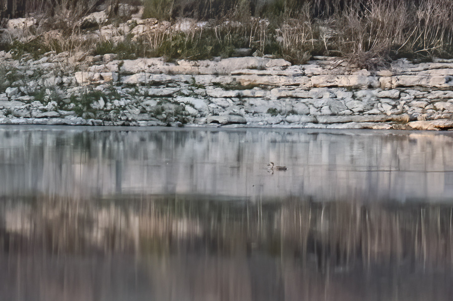 Marbled Teal — Ana fotoğraf