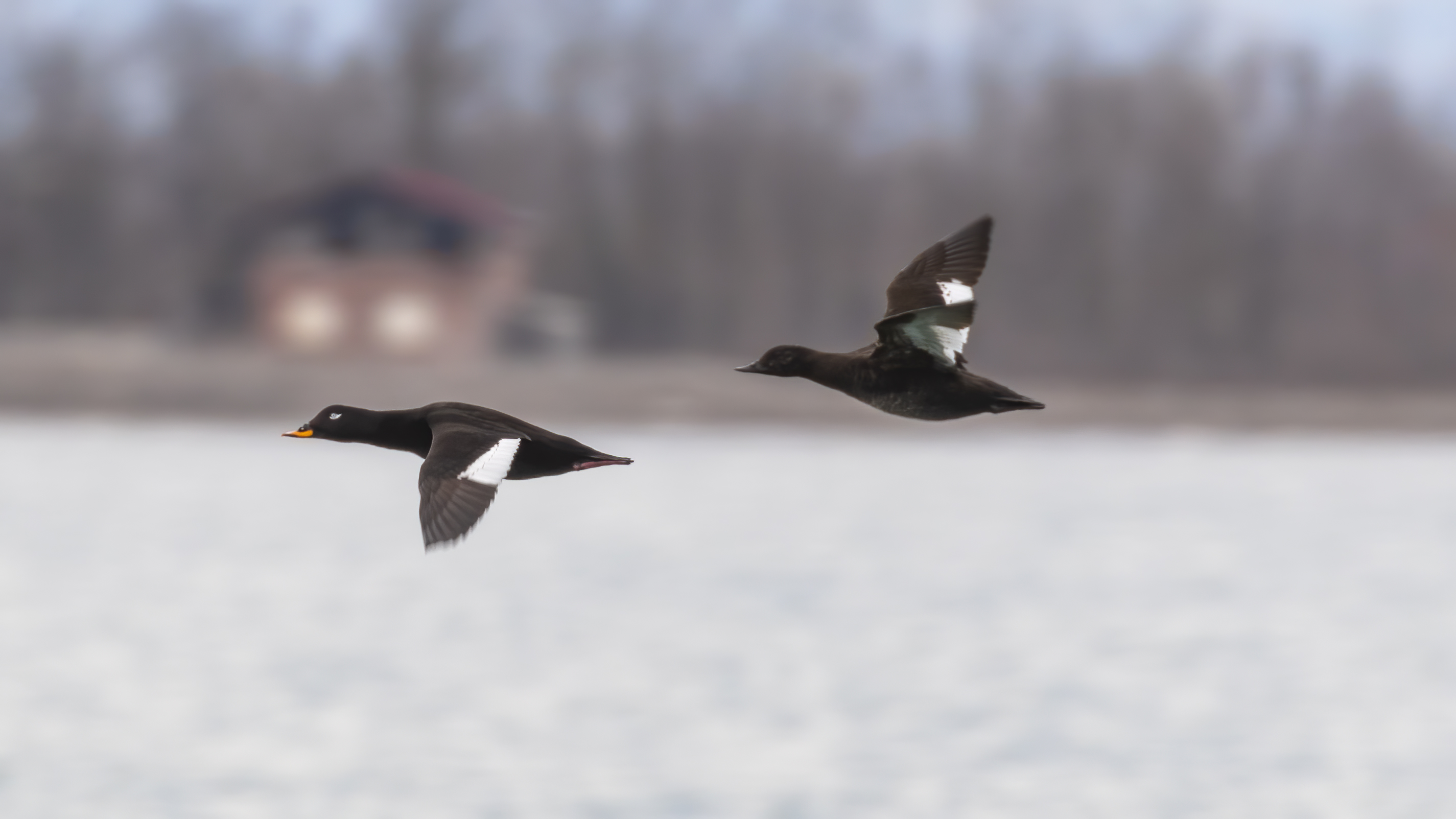 Velvet Scoter