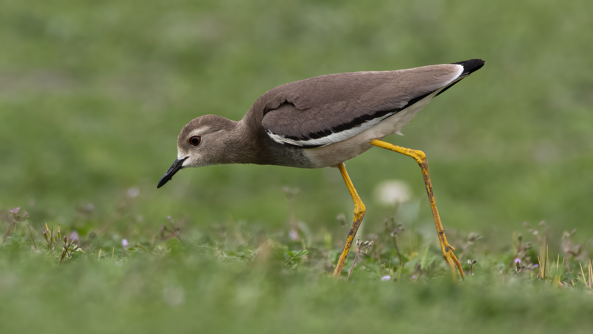White-tailed Lapwing