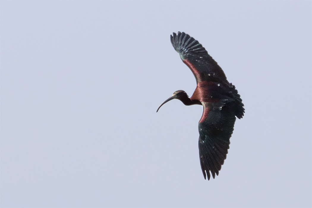 Glossy Ibis