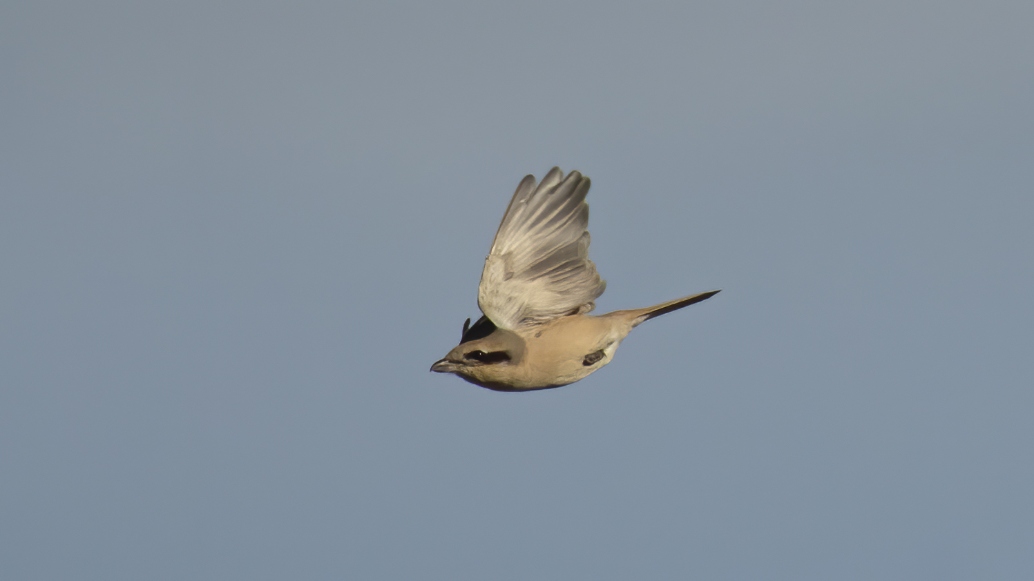 Isabelline Shrike