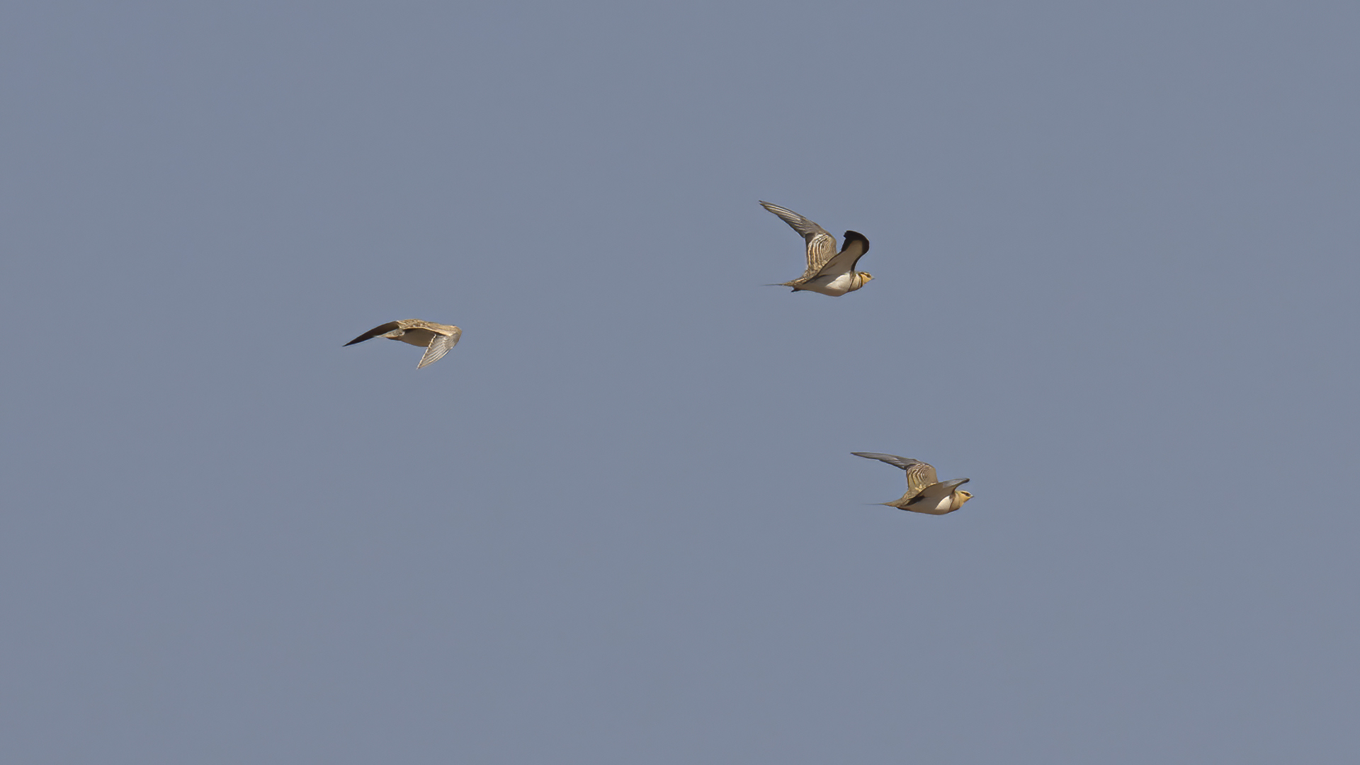 Pin-tailed Sandgrouse