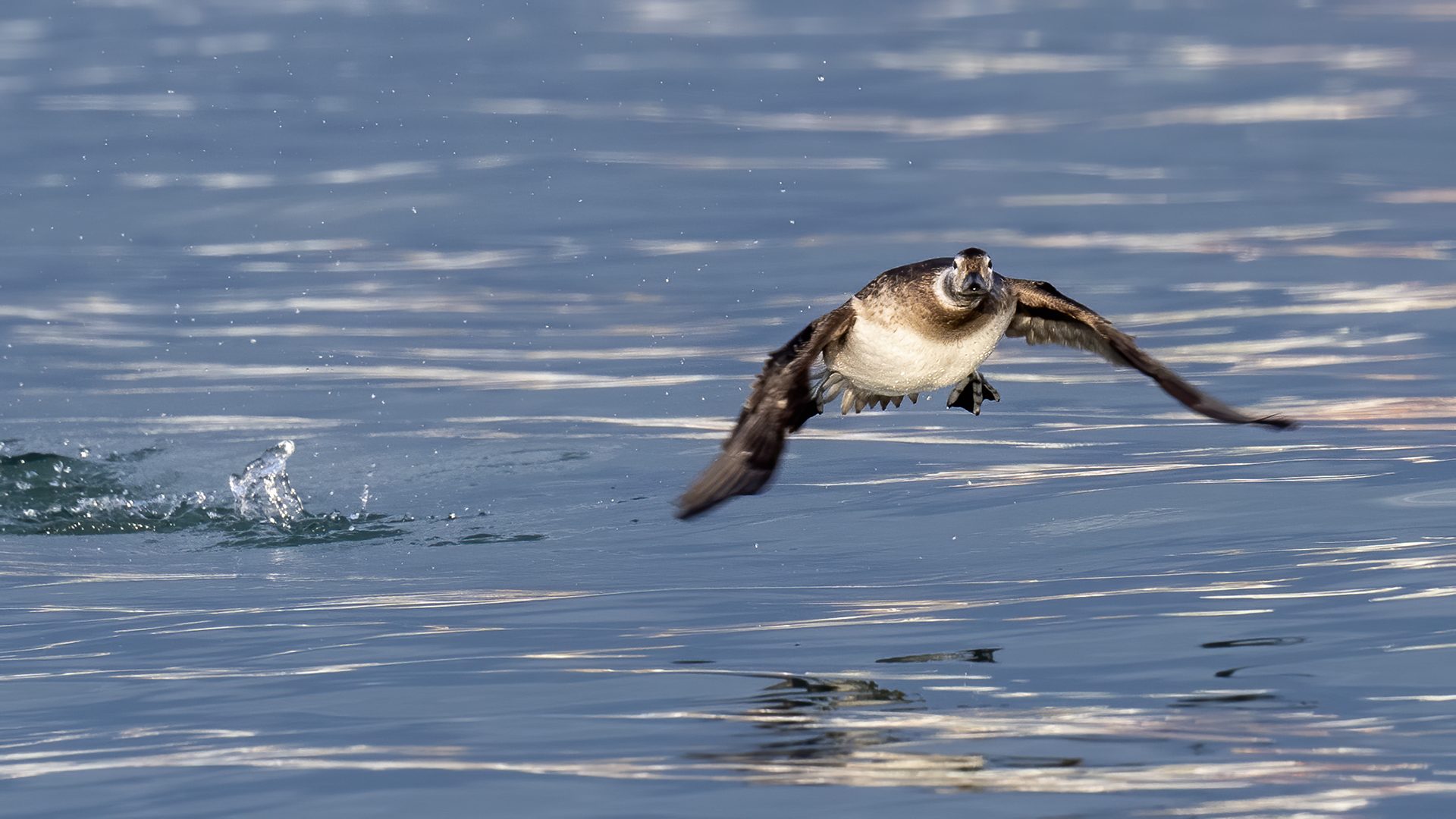 Long-tailed Duck