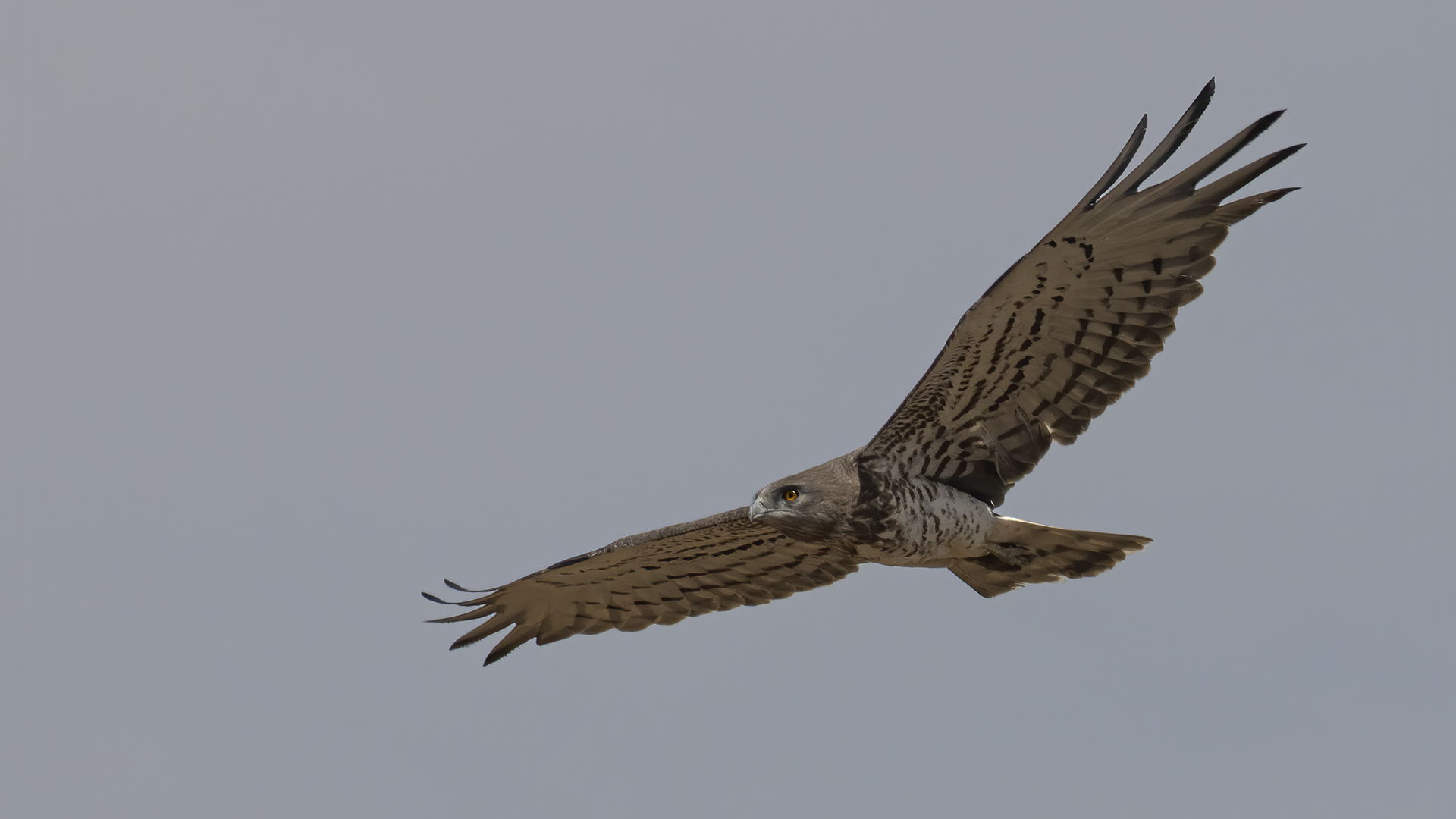 Short-toed Snake-Eagle