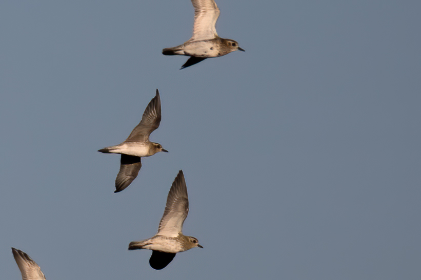 Pacific Golden-Plover