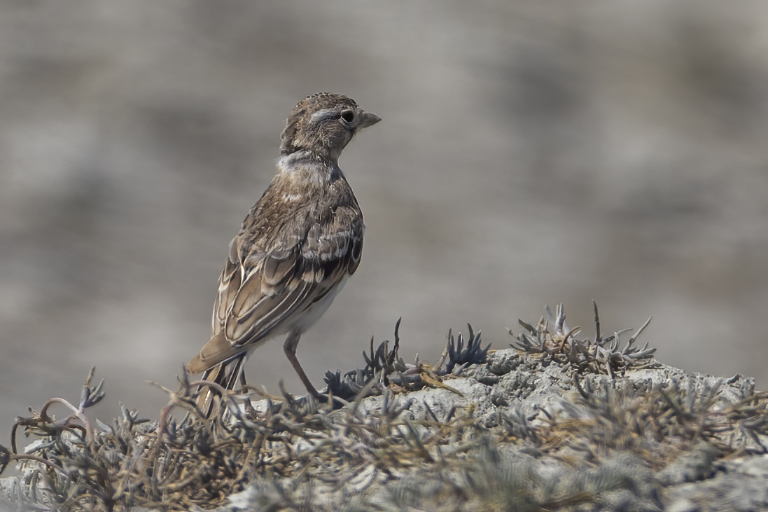 Turkestan Short-toed Lark