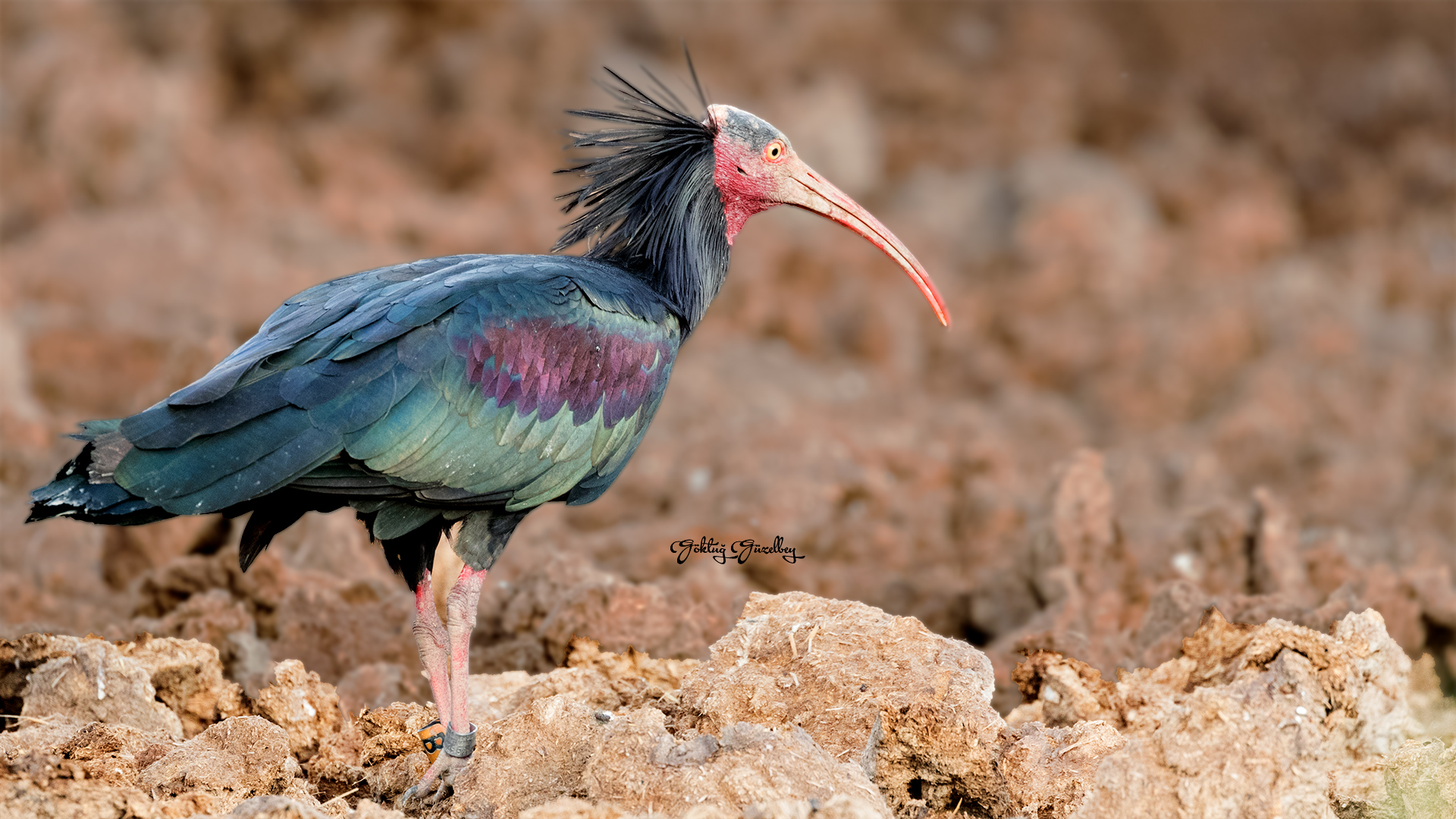 Northern Bald Ibis