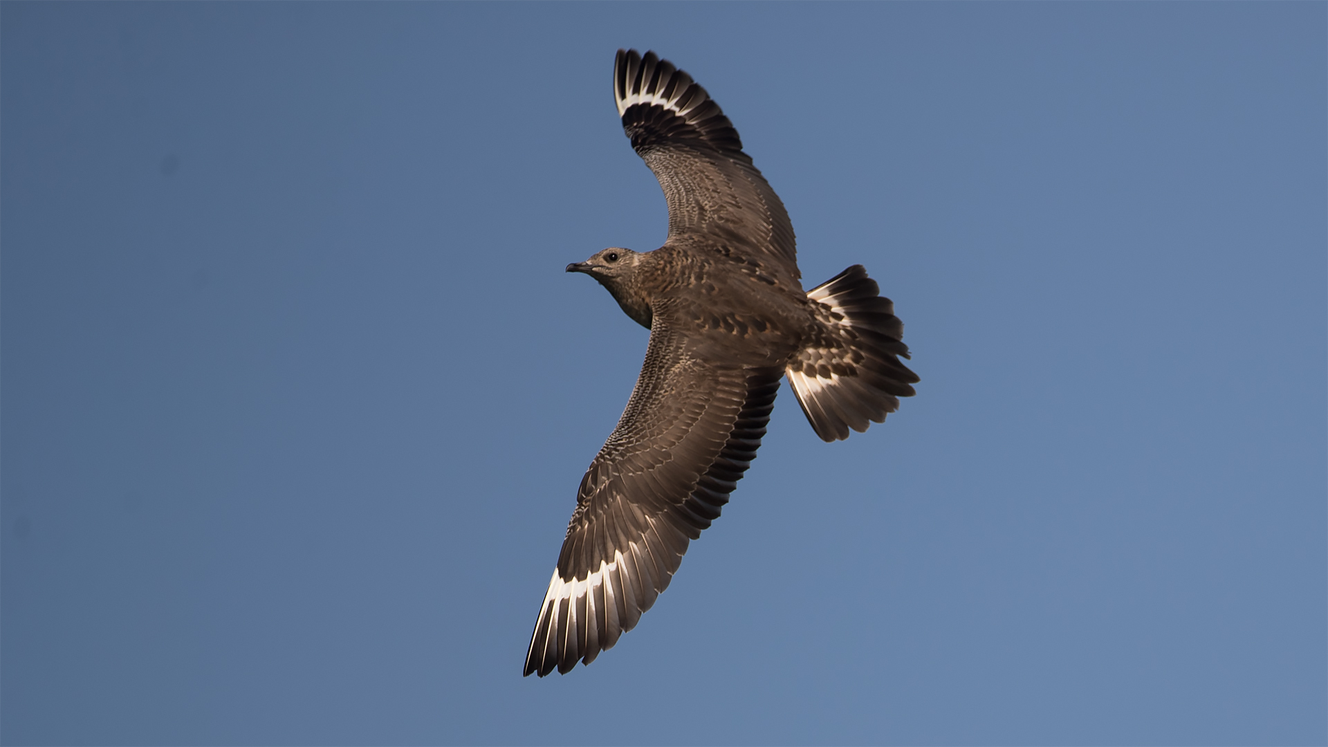 Parasitic Jaeger