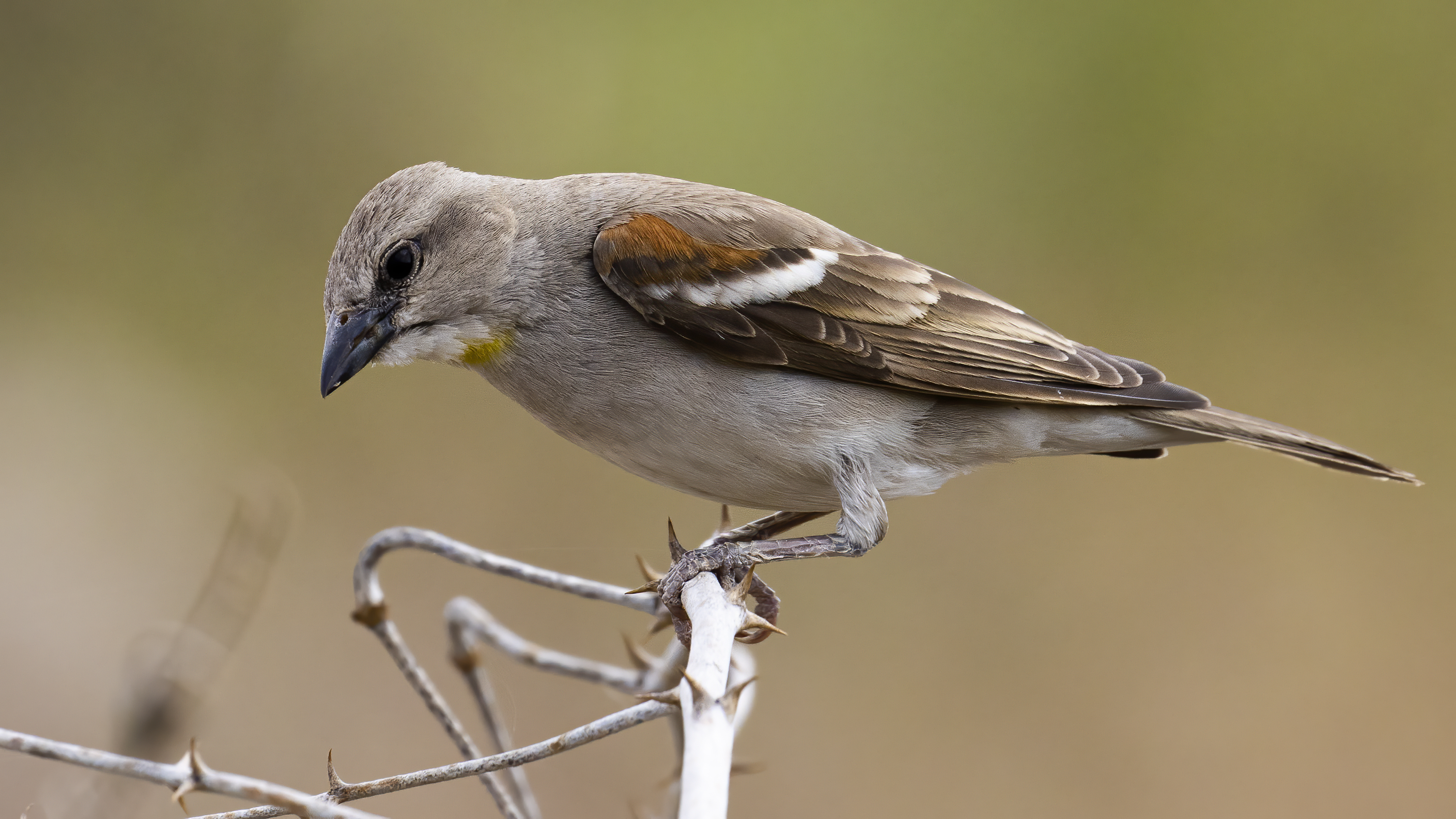 Yellow-throated Sparrow