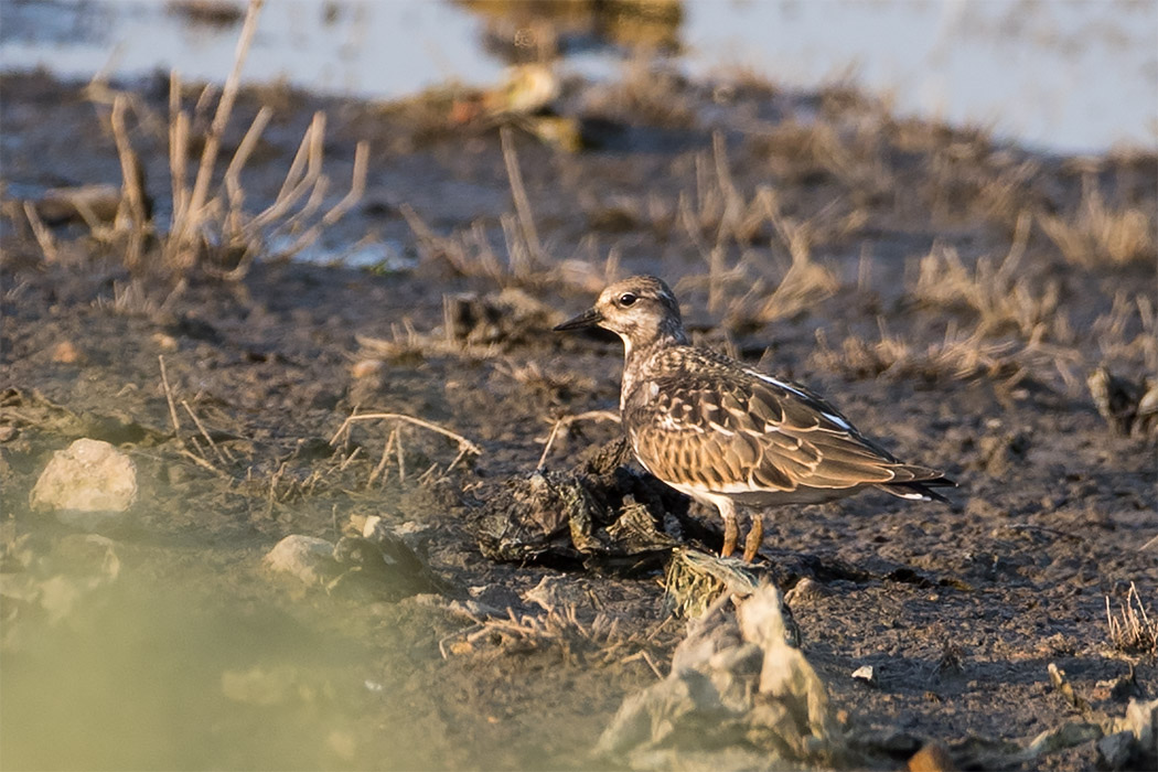 Ruddy Turnstone