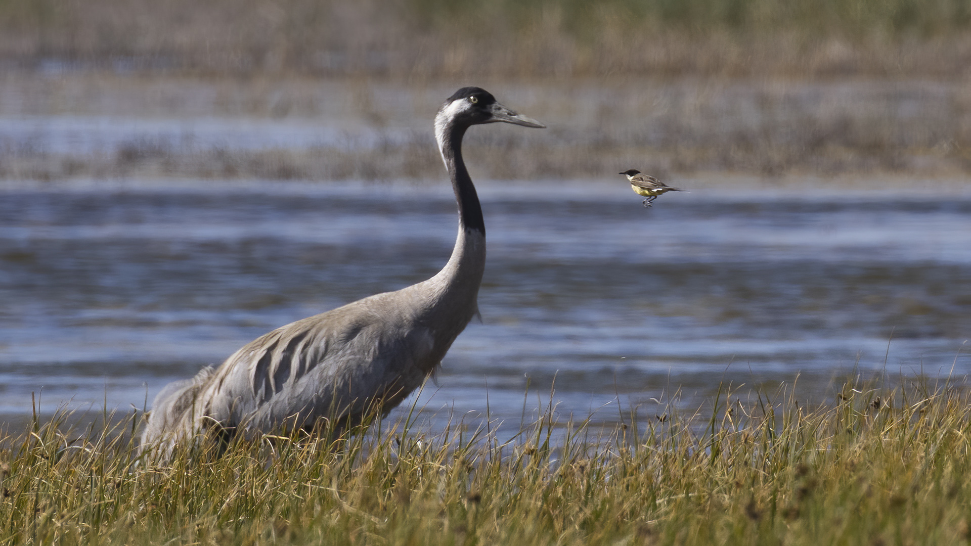 Common Crane