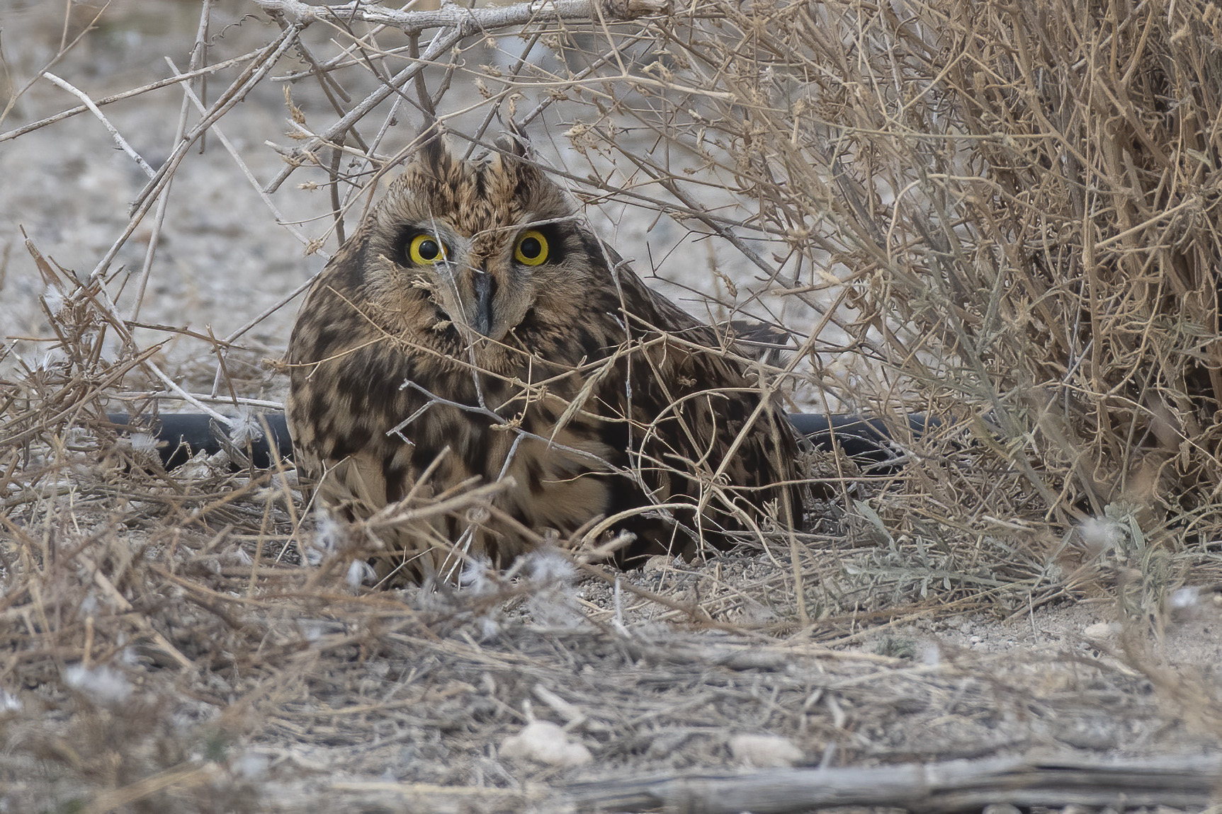 Short-eared Owl — Ana fotoğraf
