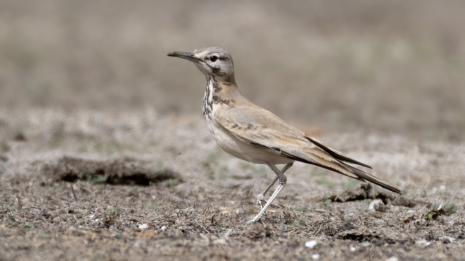 Greater Hoopoe-Lark