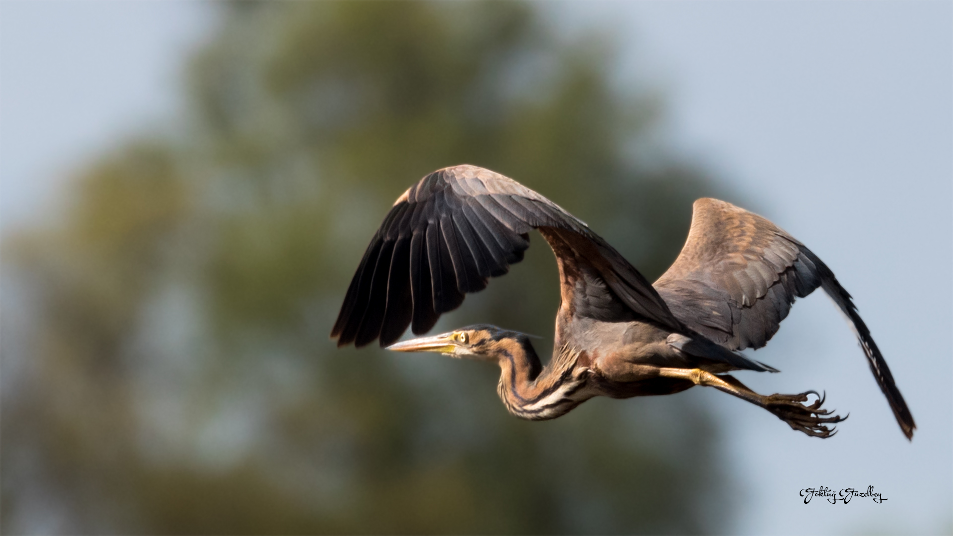 Gray Heron