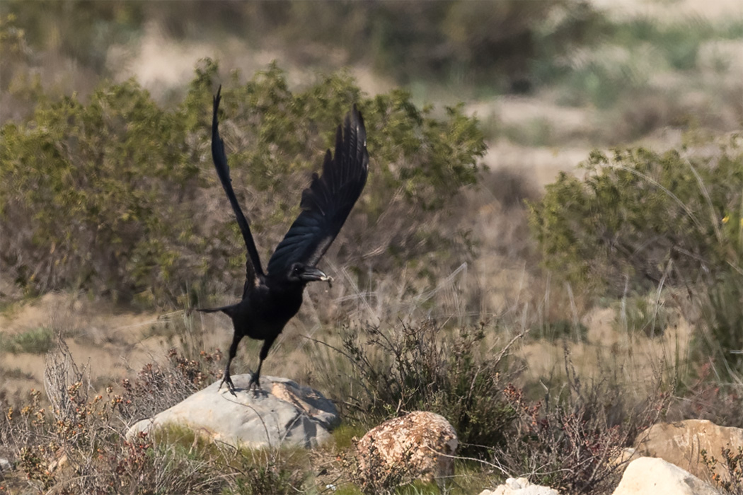 Common Raven