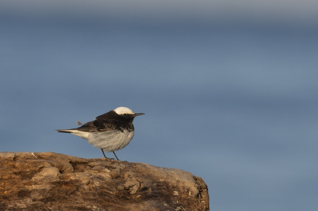 Hooded Wheatear