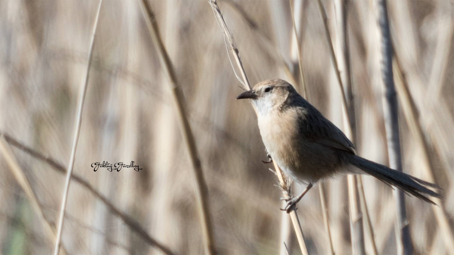 Iraq Babbler