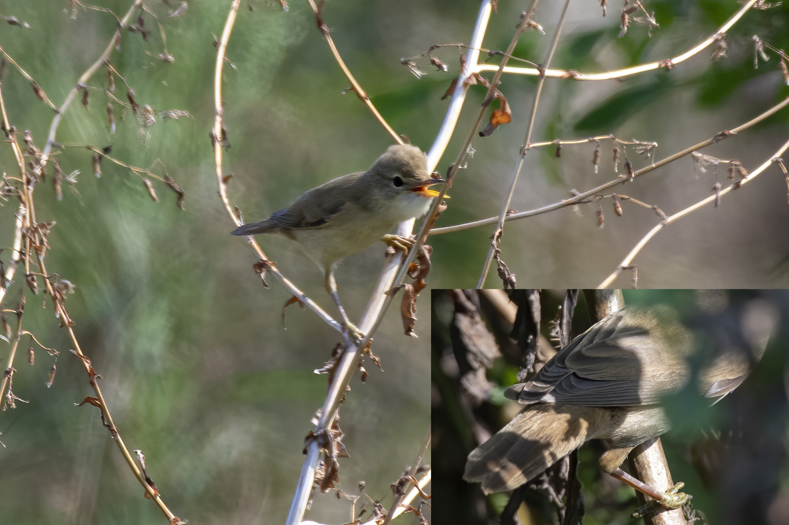 Marsh Warbler