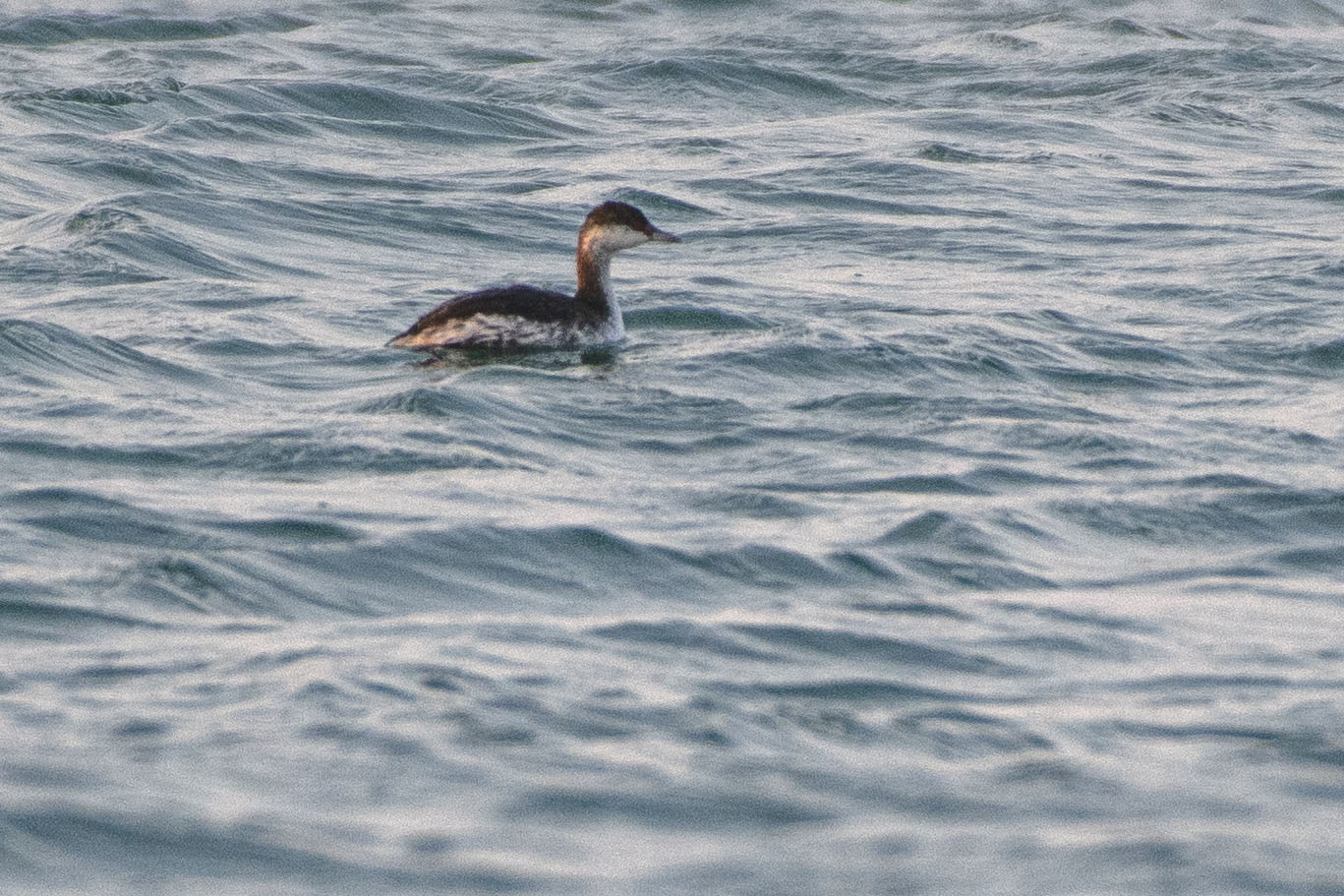 Horned Grebe