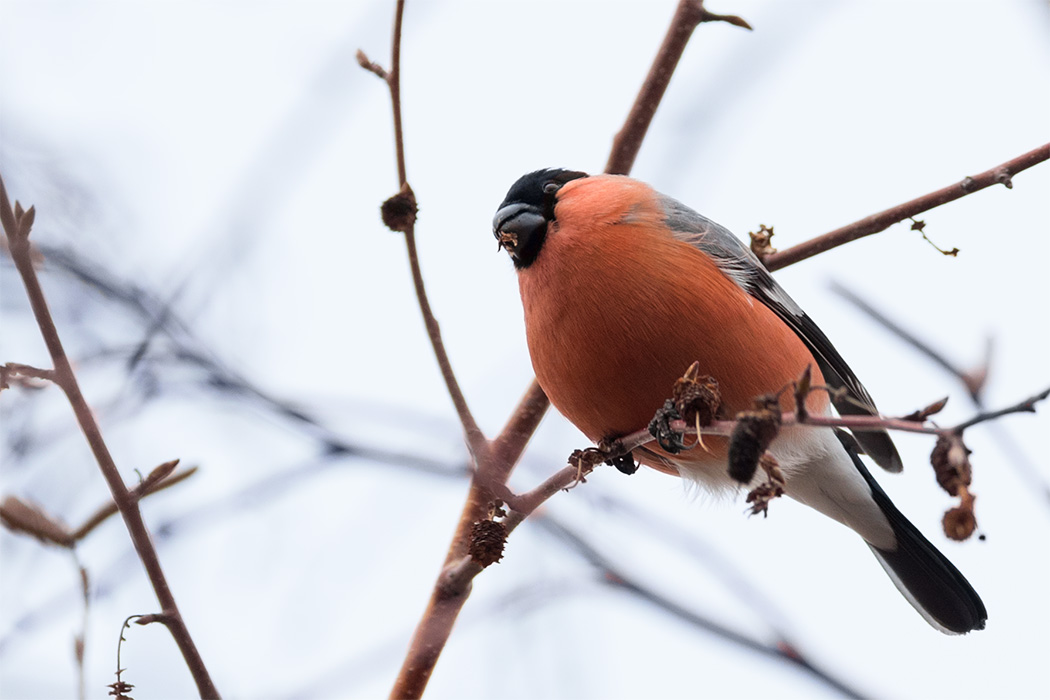 Eurasian Bullfinch