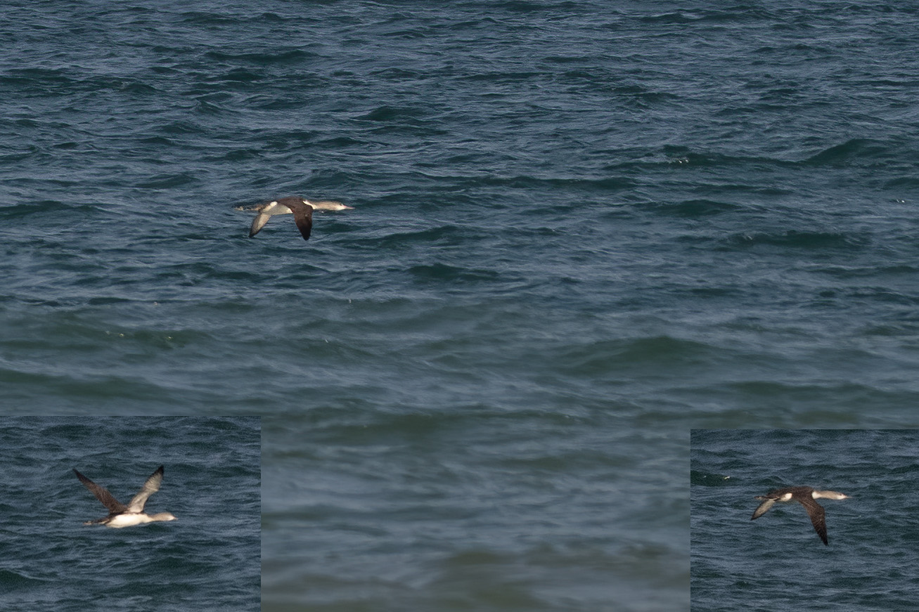Red-throated Loon