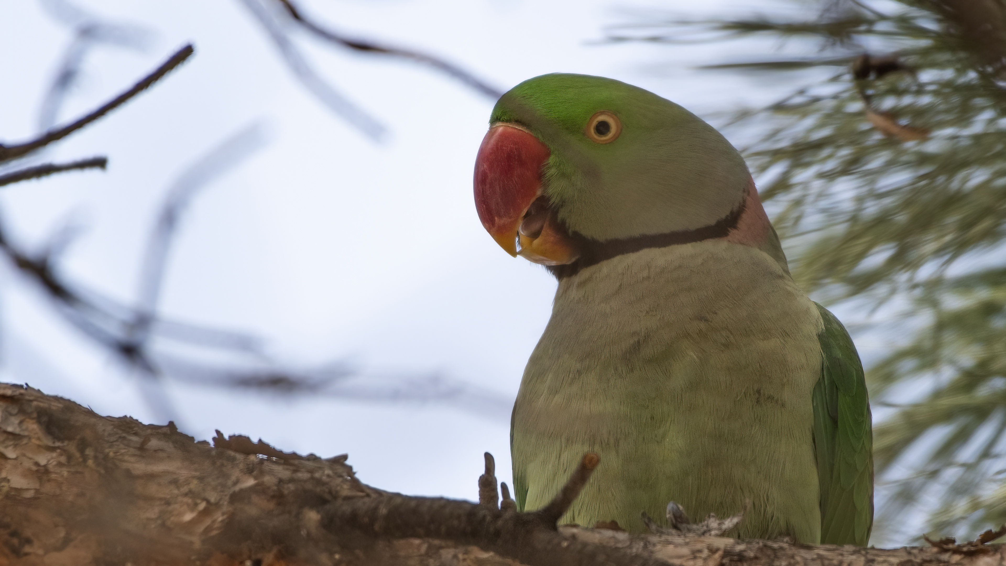 Alexandrine Parakeet