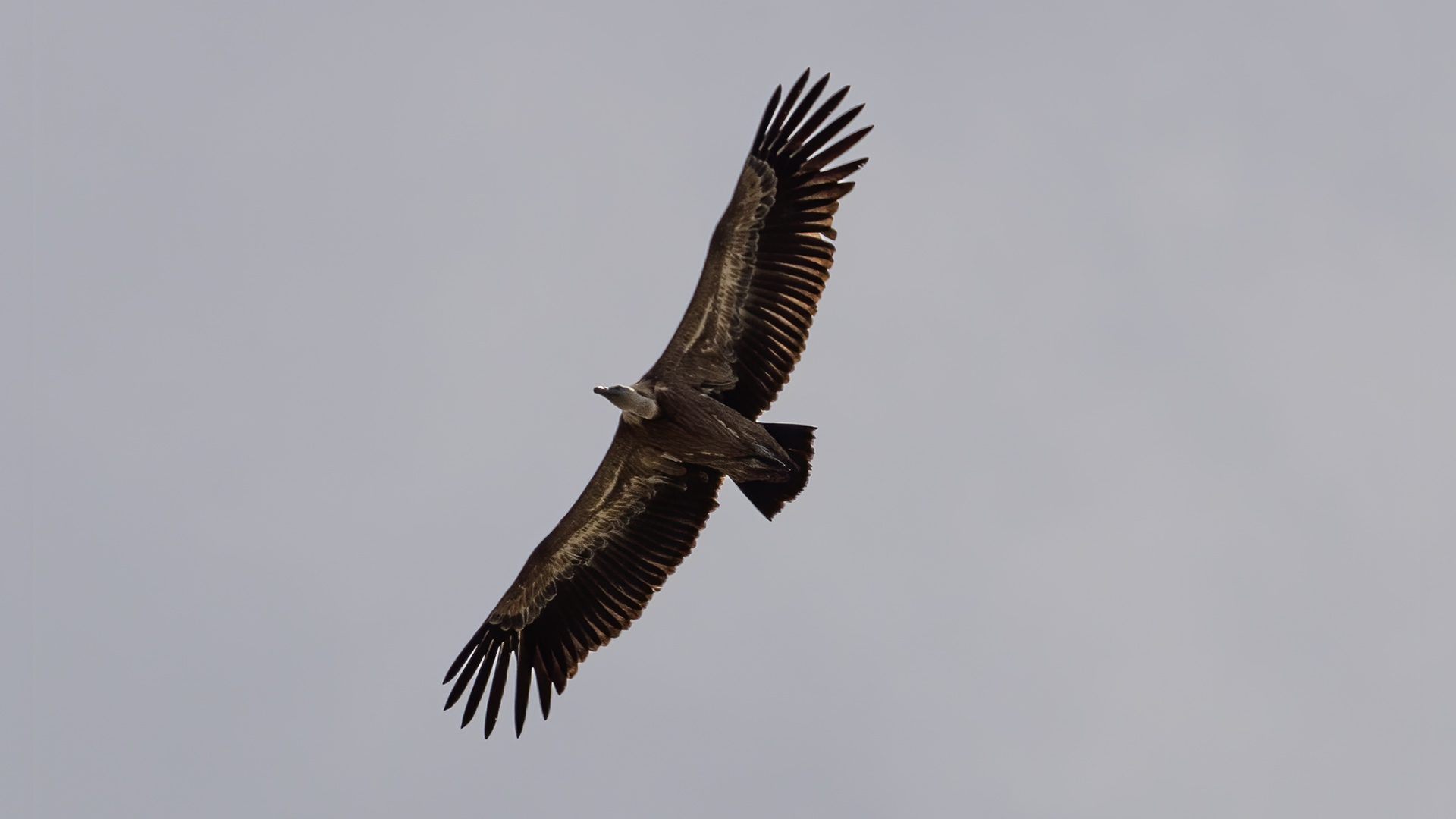 Eurasian Griffon