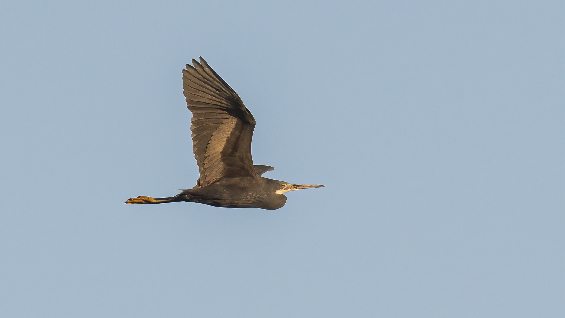 Western Reef-Heron — Ana fotoğraf