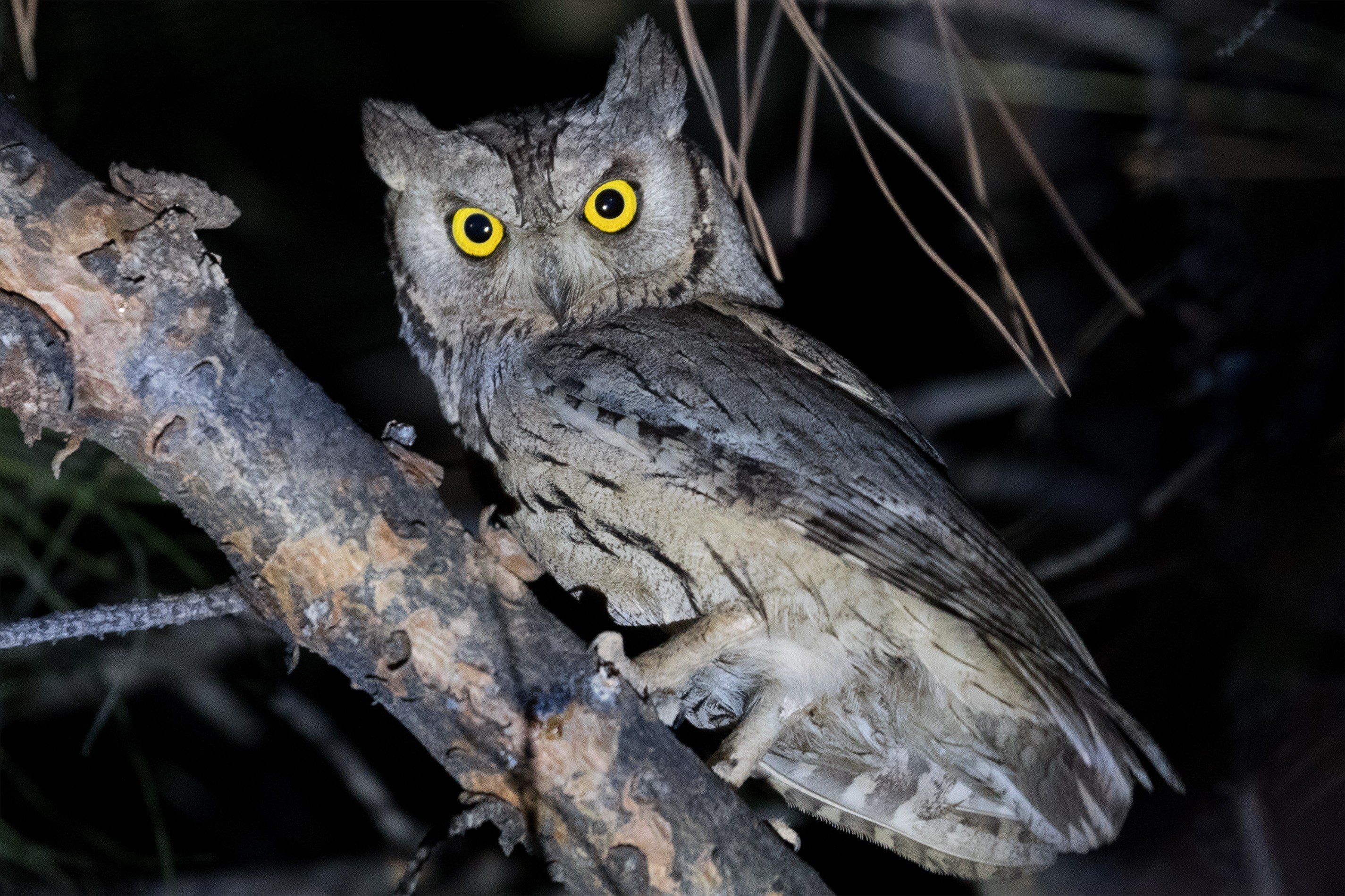 Pallid Scops-owl