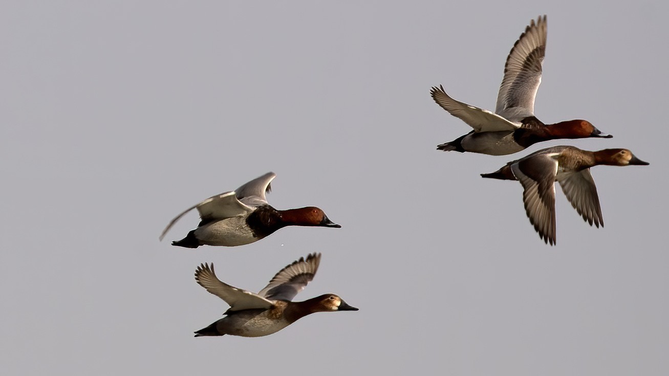 Common Pochard