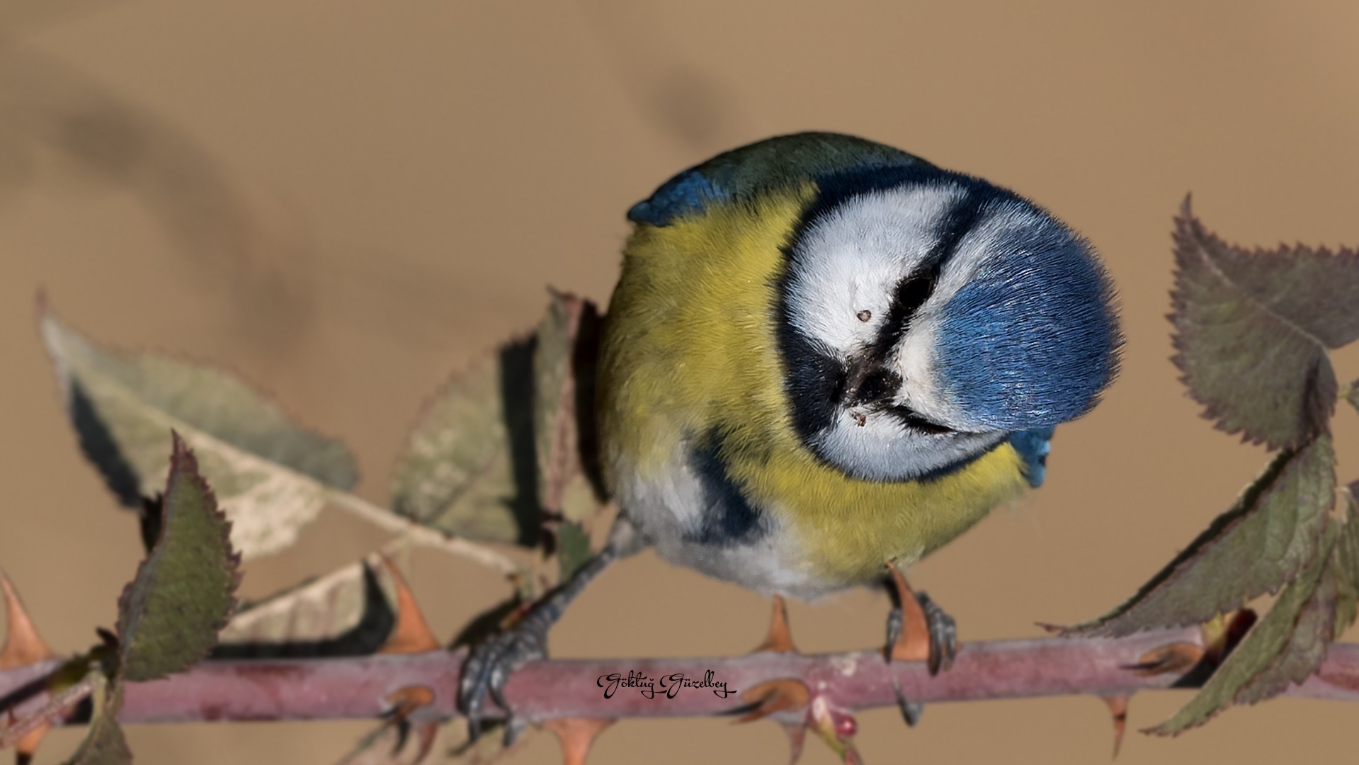 Mavi Baştankara