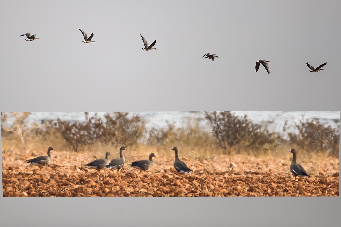 Lesser White-fronted Goose