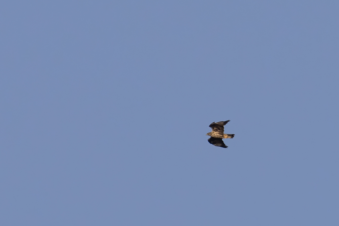 Bonelli's Eagle