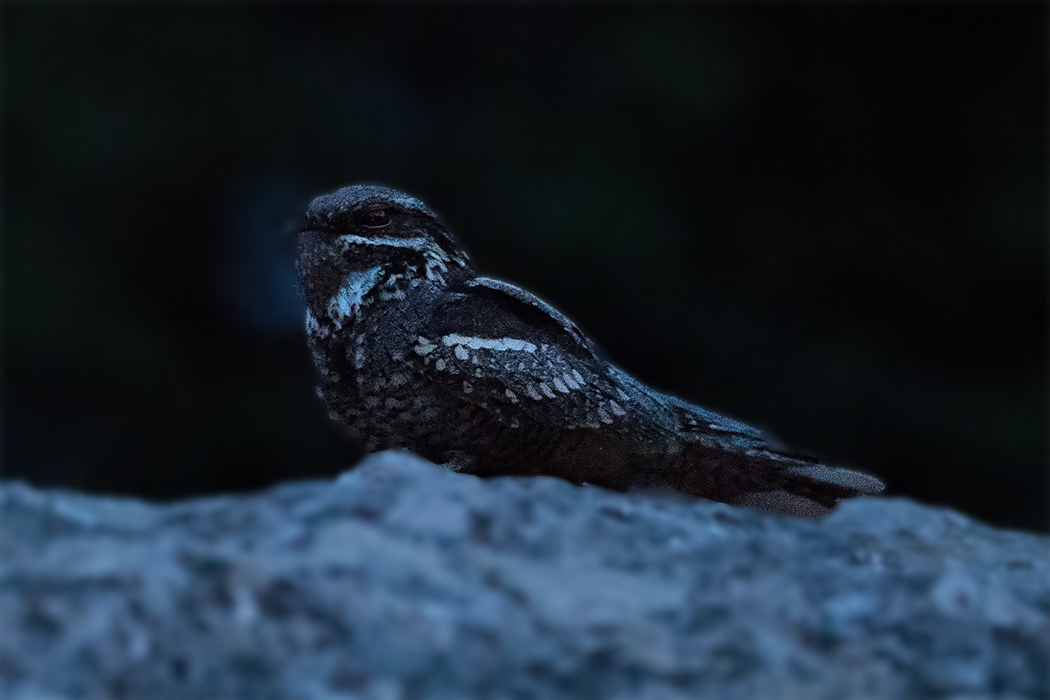 Eurasian Nightjar