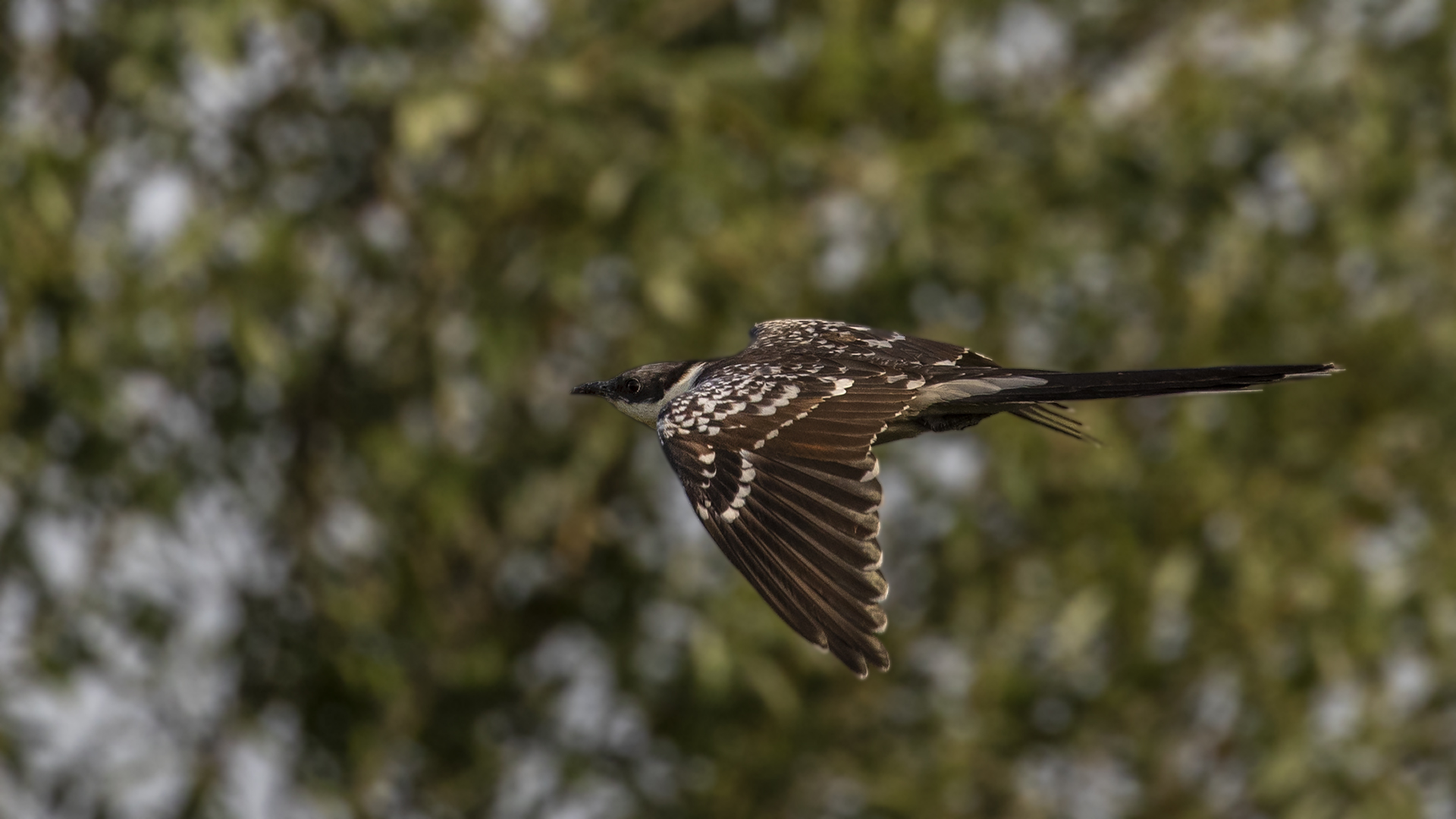 Great Spotted Cuckoo