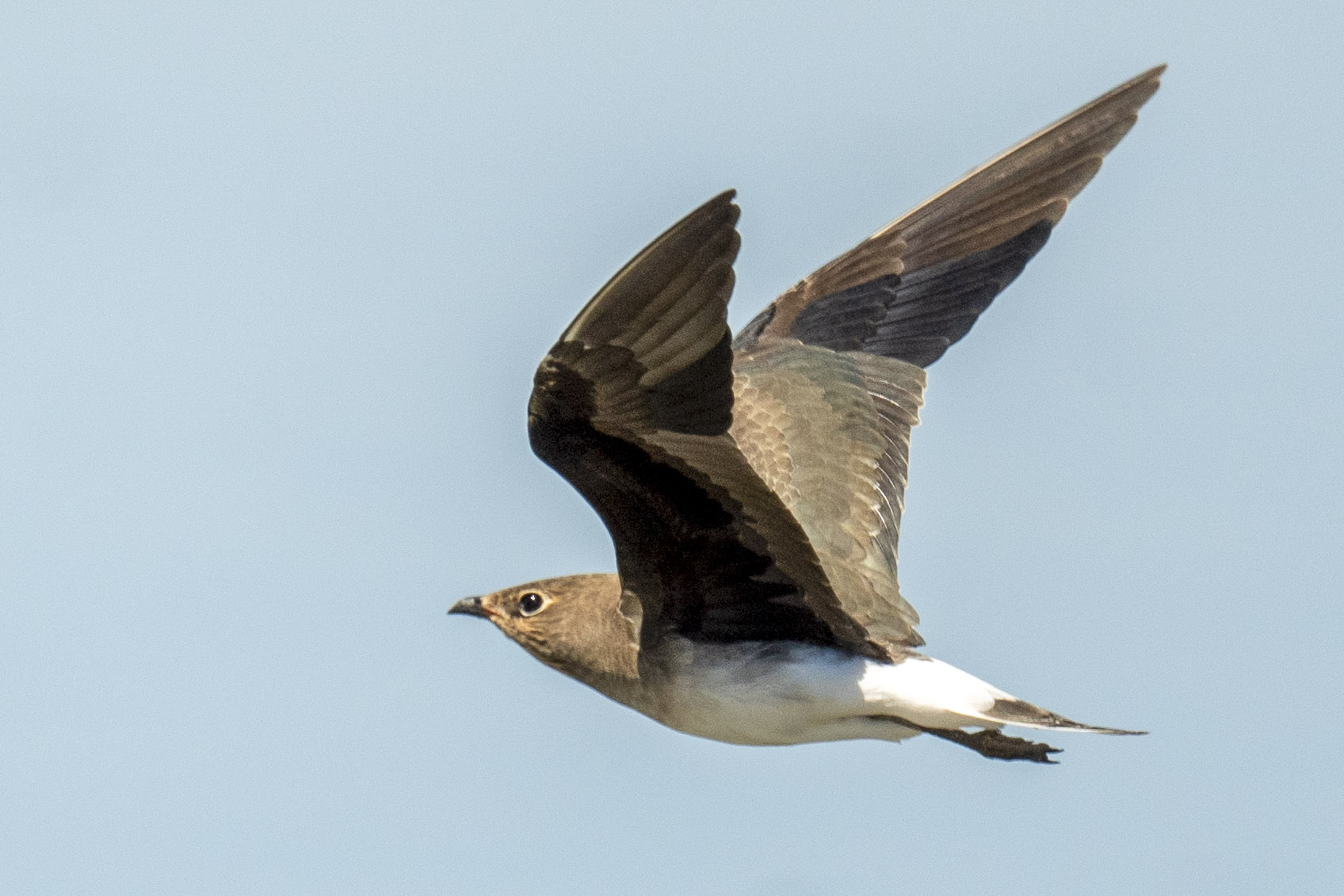 Black-winged Pratincole — Ana fotoğraf