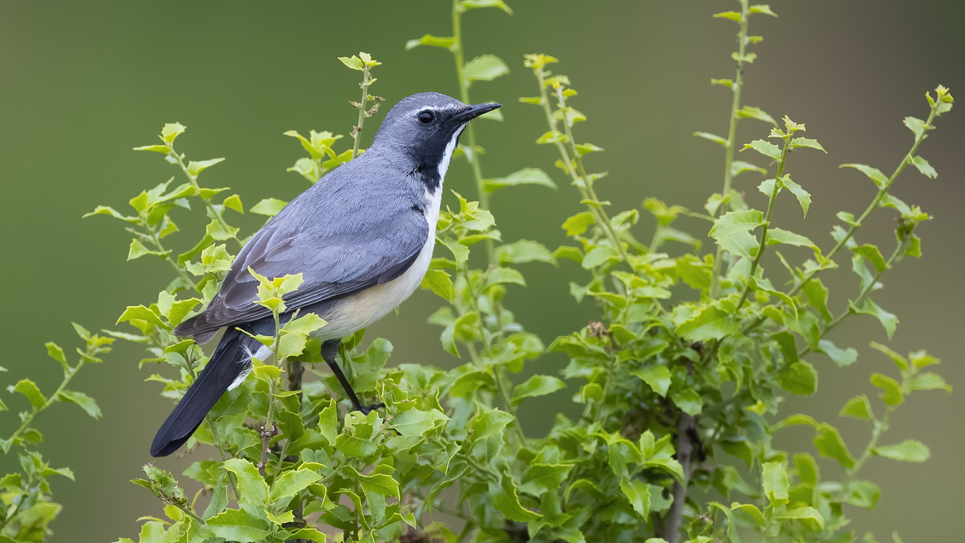 White-throated Robin