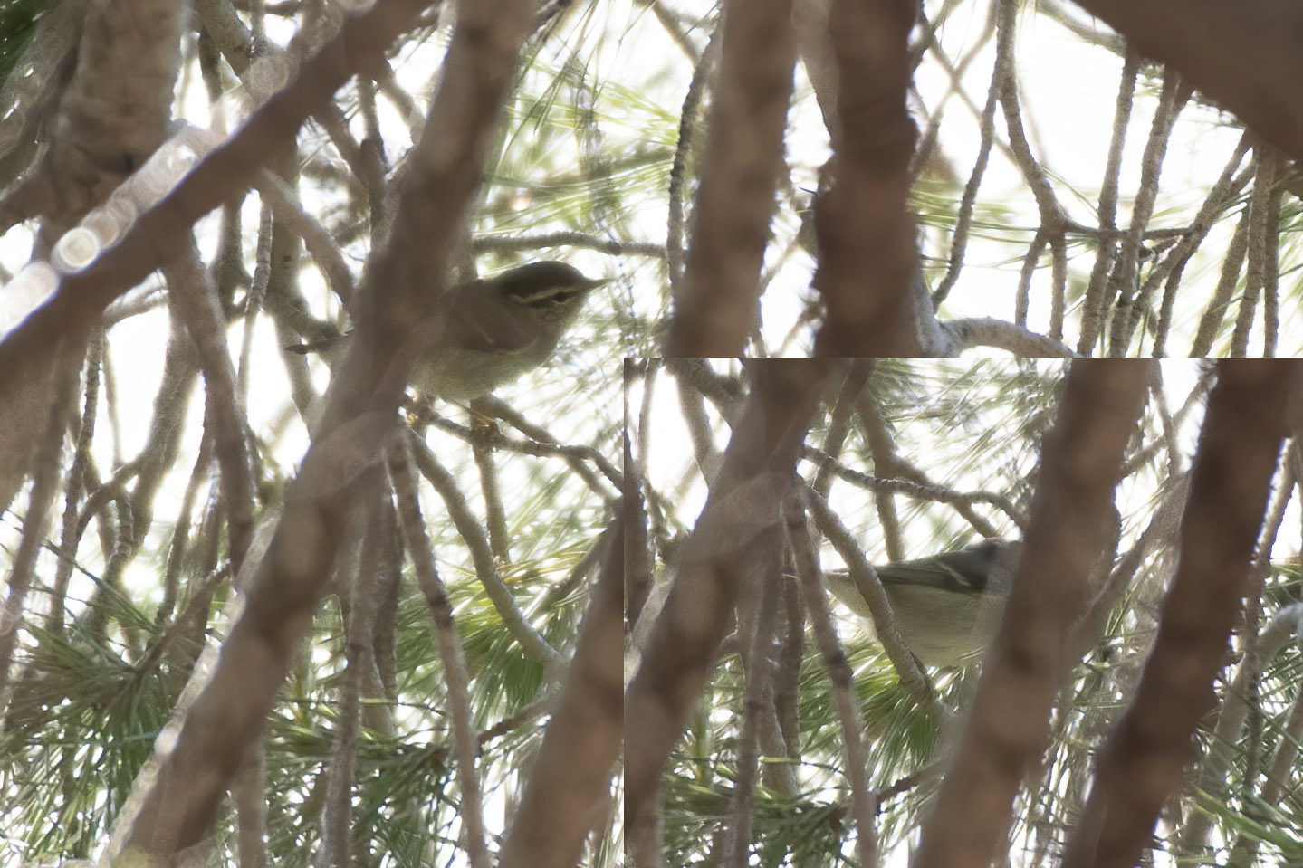 Yellow-browed Warbler — Ana fotoğraf