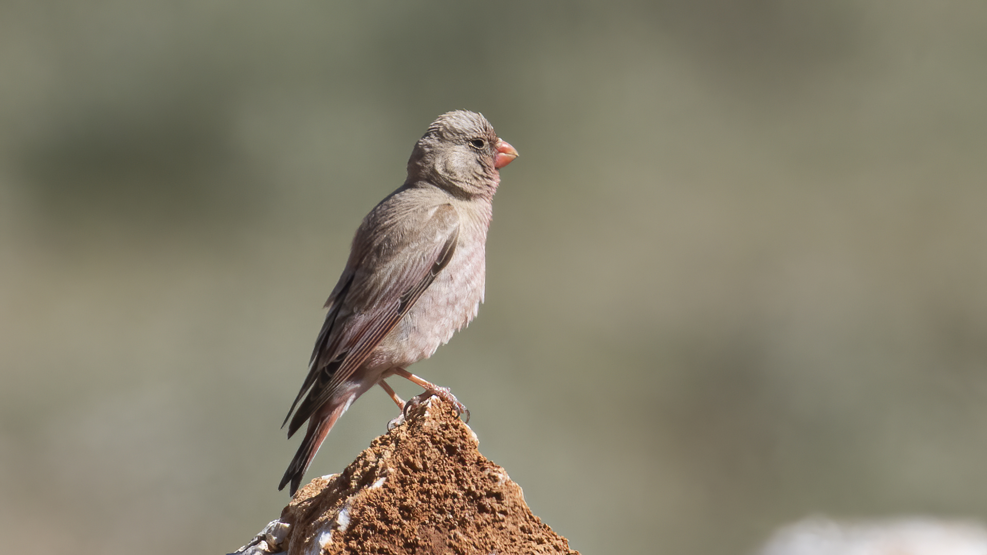 Trumpeter Finch