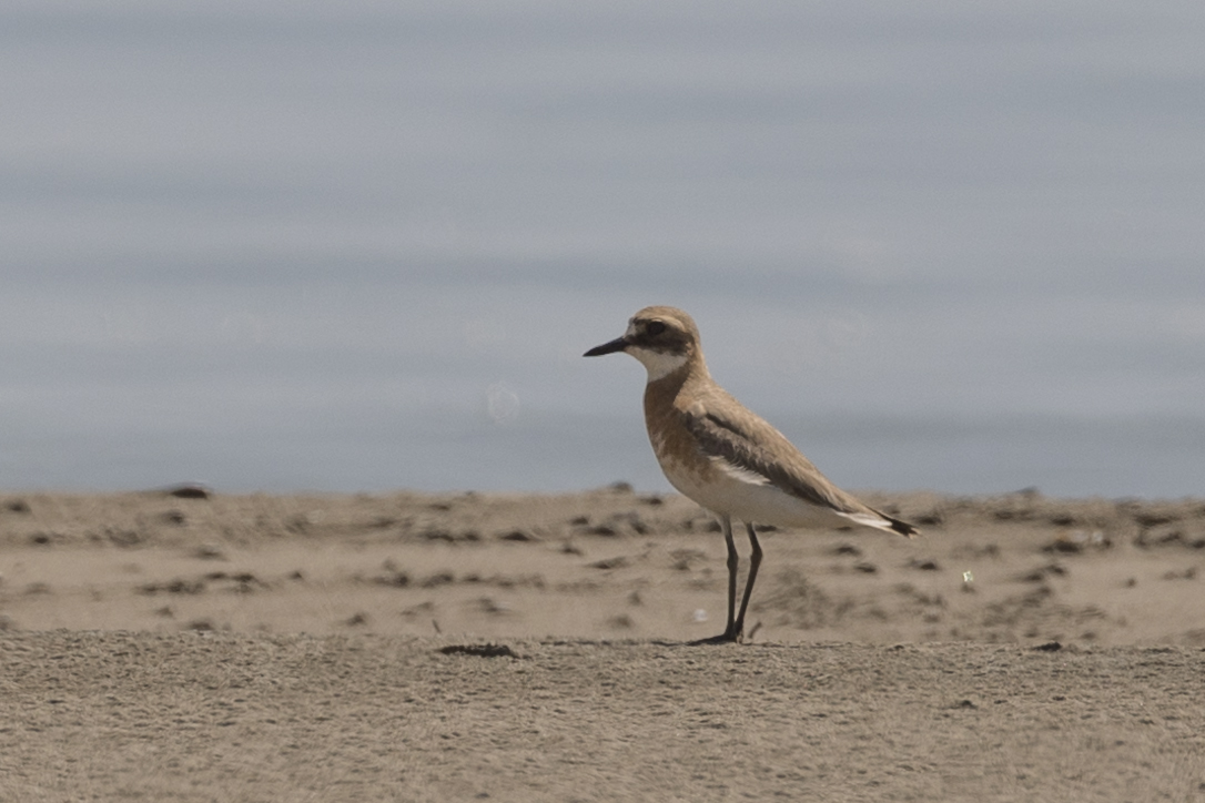 Greater Sand-Plover
