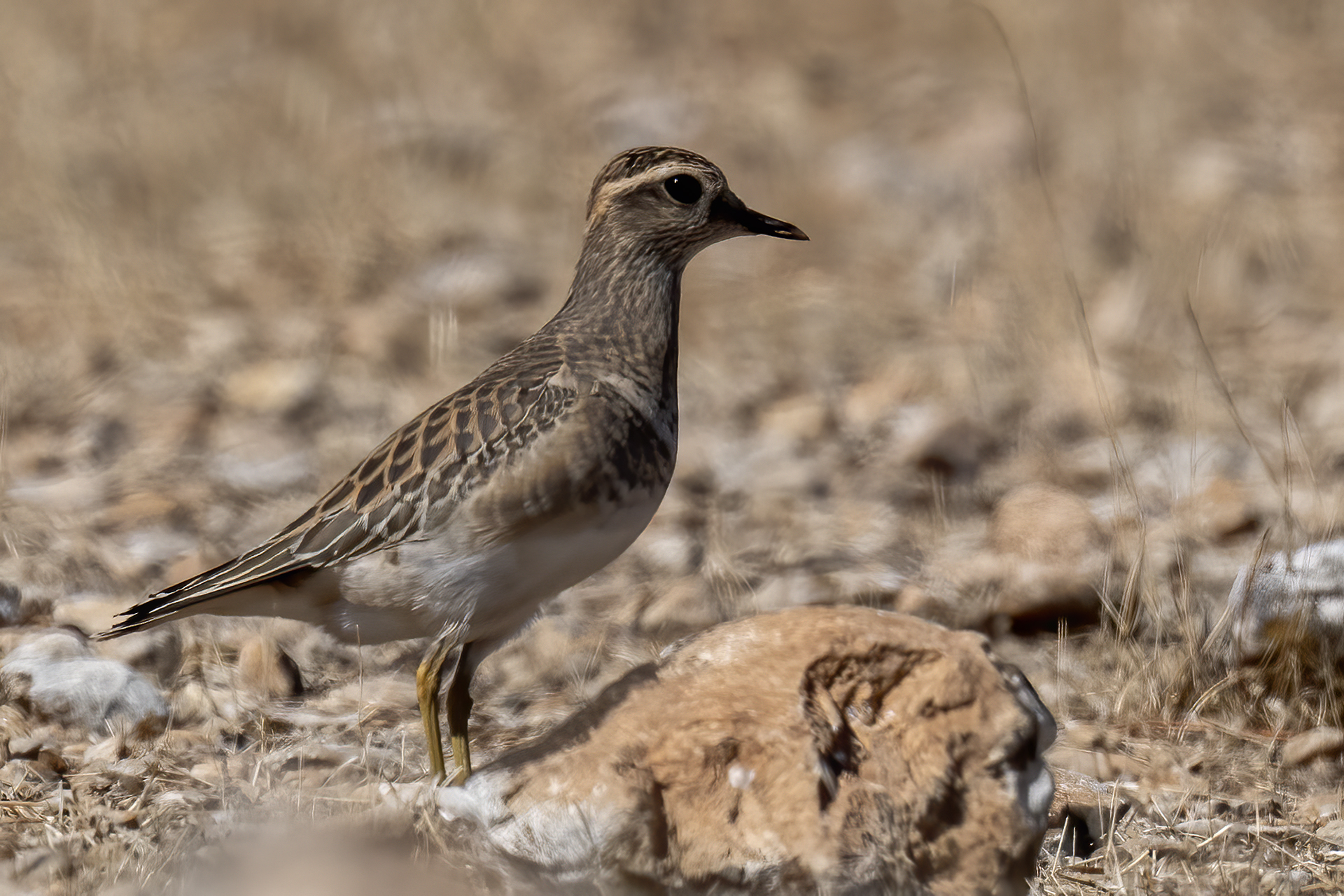 Eurasian Dotterel — Ana fotoğraf