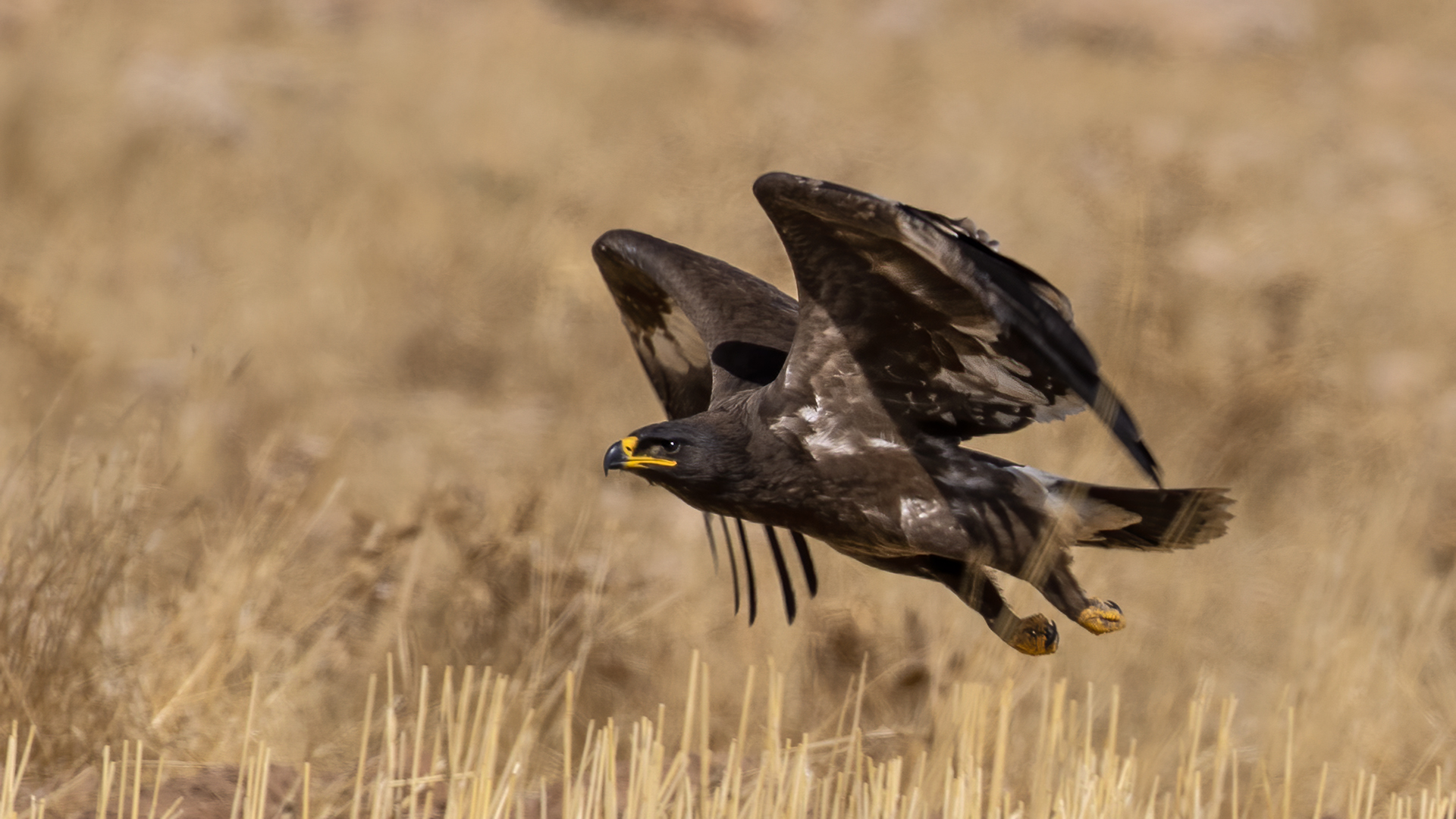 Steppe Eagle