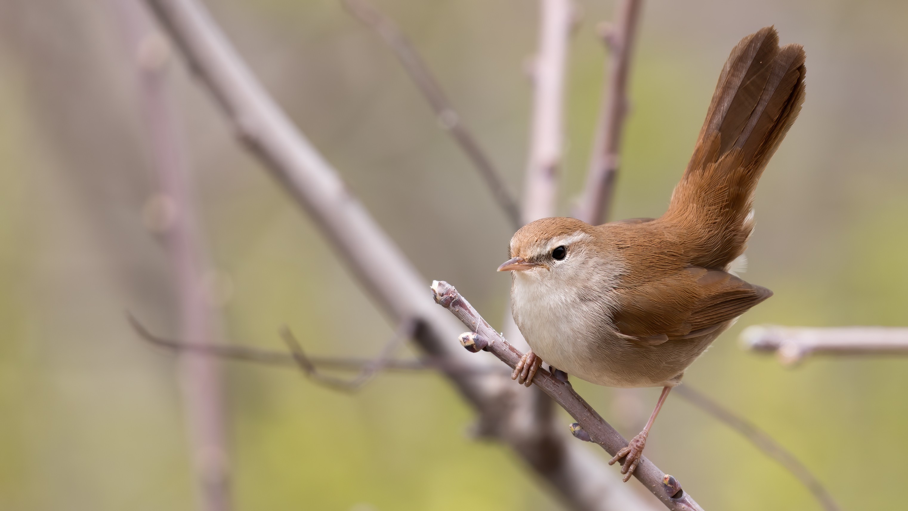 Cetti's Warbler