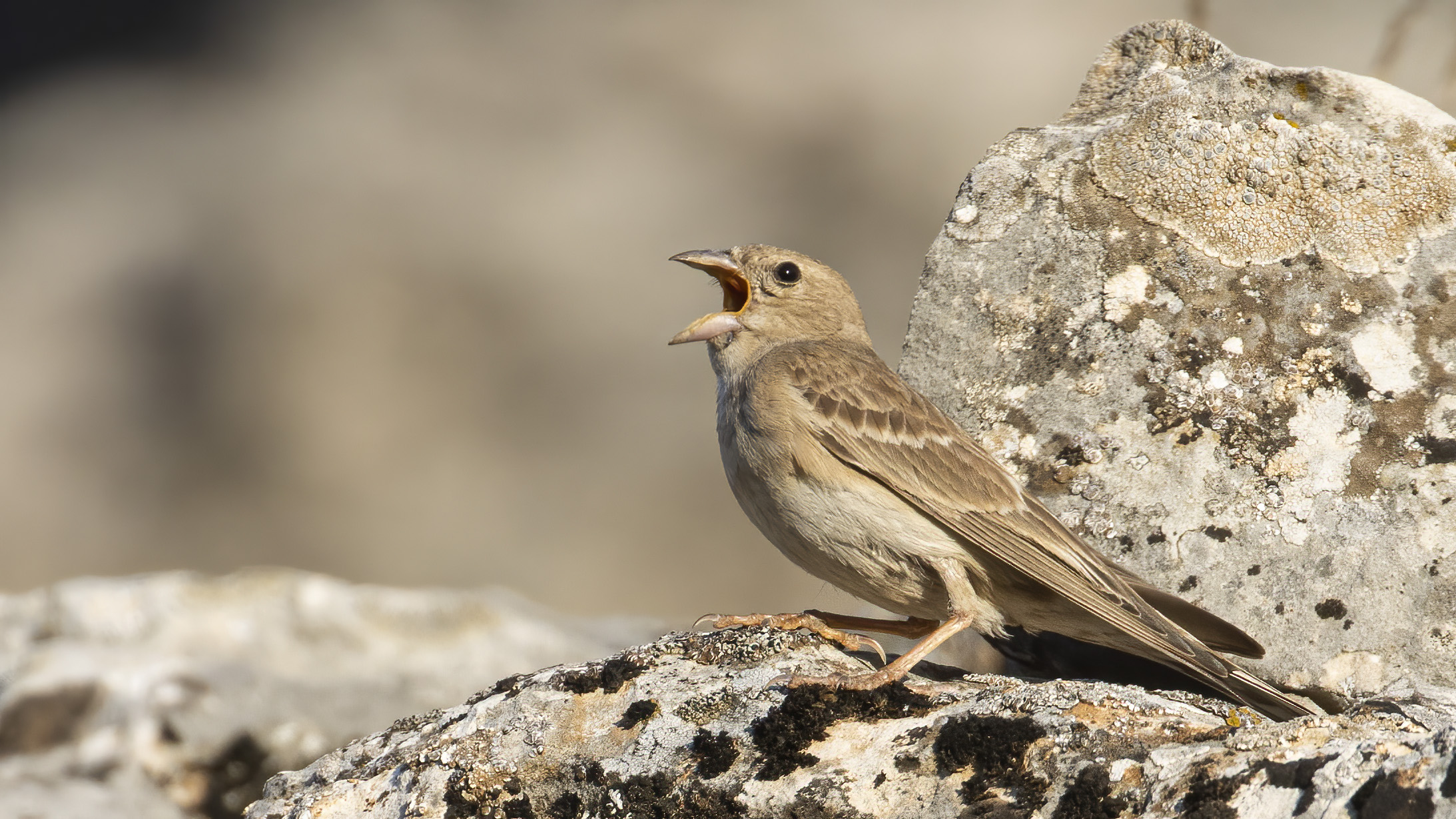 Pale Rockfinch
