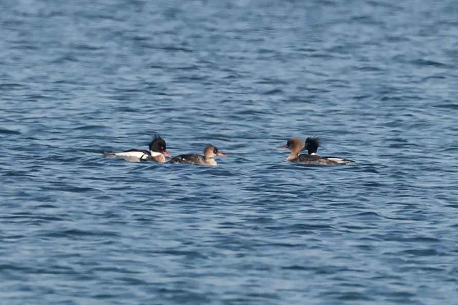 Red-breasted Merganser