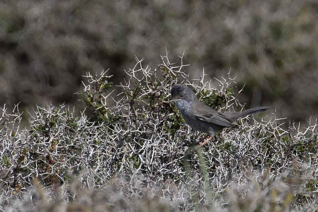 Cyprus Warbler
