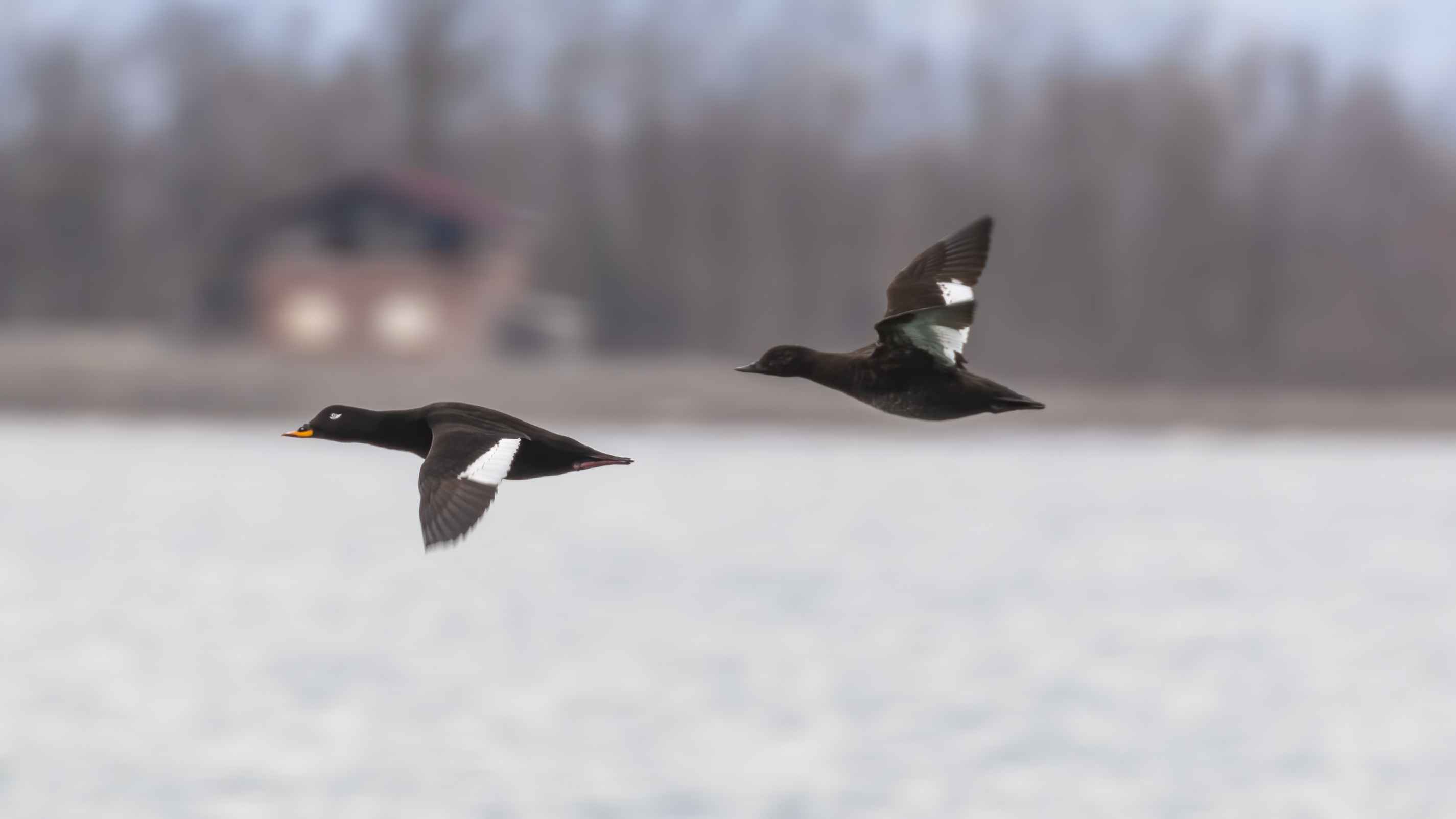 Velvet Scoter