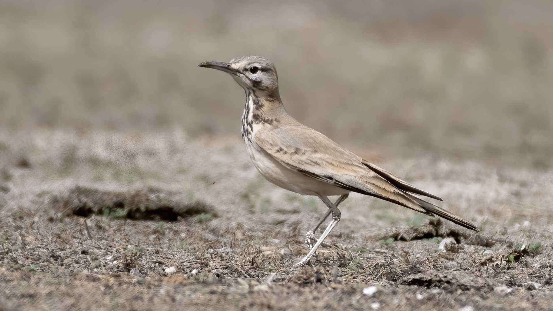 Greater Hoopoe-Lark