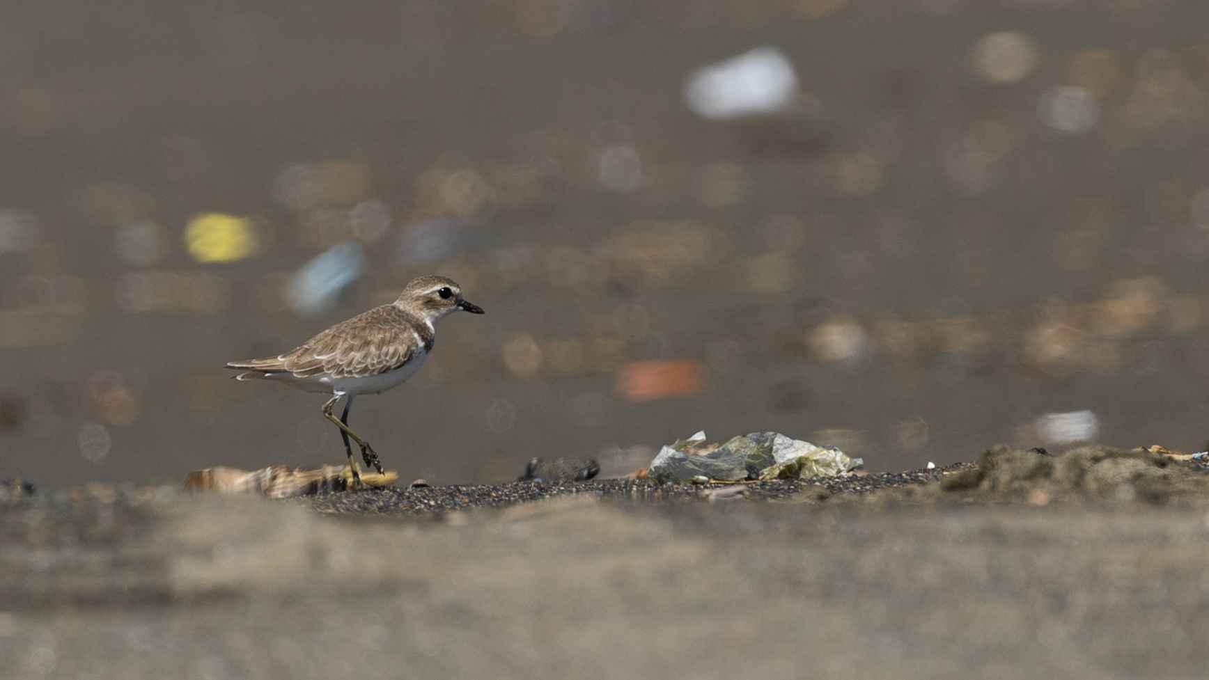 Lesser Sand-Plover