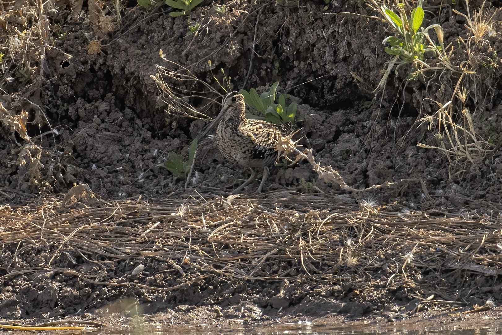 Great Snipe